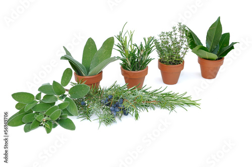 herbes aromatiques