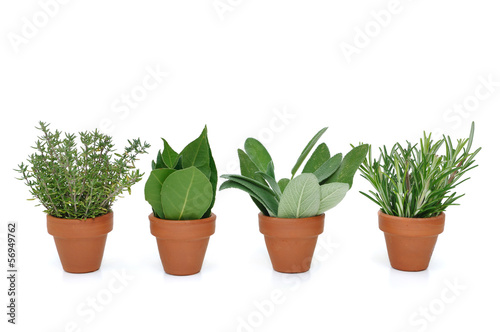 pots d'herbes aromatiques © coco