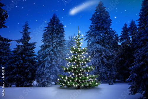 Weihnachtsbaum im Tannenwald