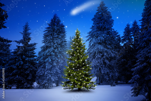 Weihnachtsbaum im Tannenwald
