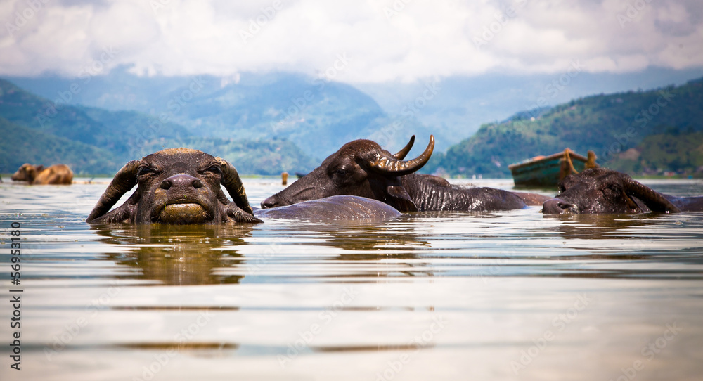Fototapeta premium Water buffalos refreshing in Fewa lake , Nepal.