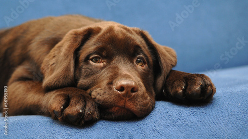 brown dog puppy
