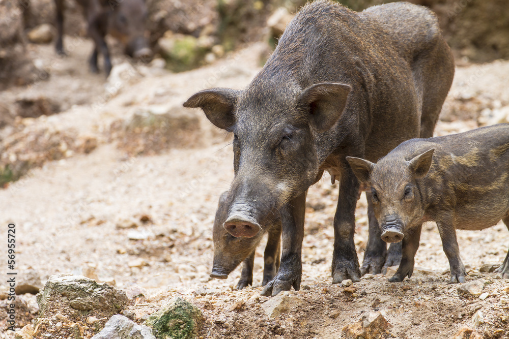 wild boars family, wild boars family,