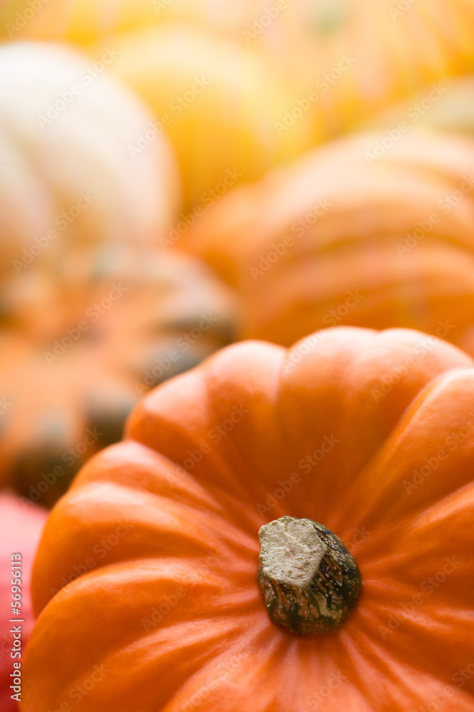 Fototapeta premium Pumpkins background