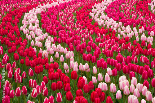 Field of red and pink tulips