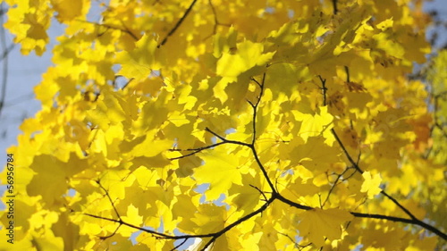 Wallpaper Mural Maple tree. Yellow maple tree swinging in the wind Torontodigital.ca