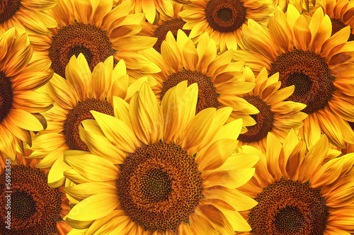 Fotografia Sunflower field