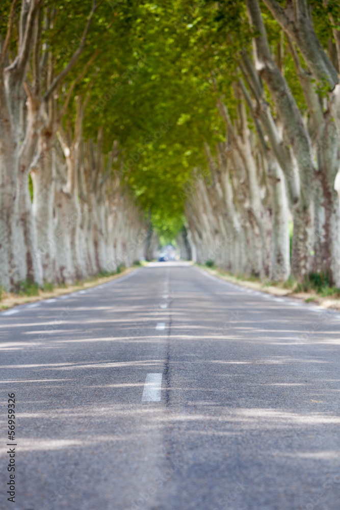 Obraz premium Summer alley