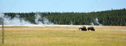 Bisons on the Yellowstone national park