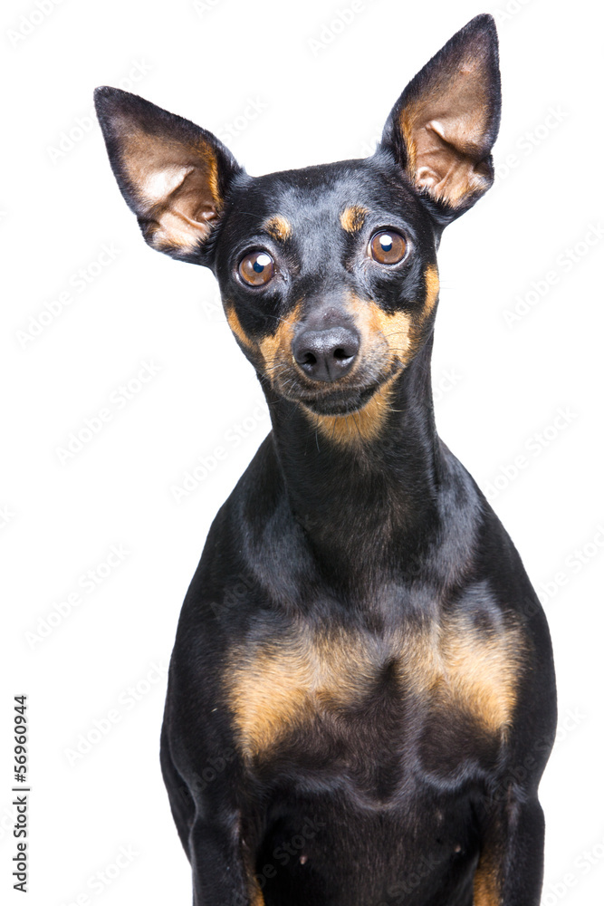 little dog with big ears on white background little dog with big ears on white background