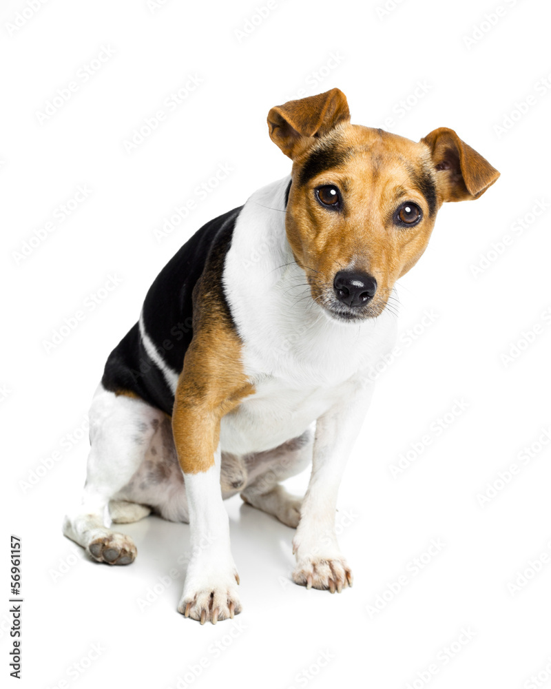 little and lovely doggy on white background