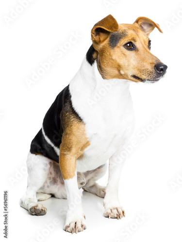 little and lovely doggy on white background