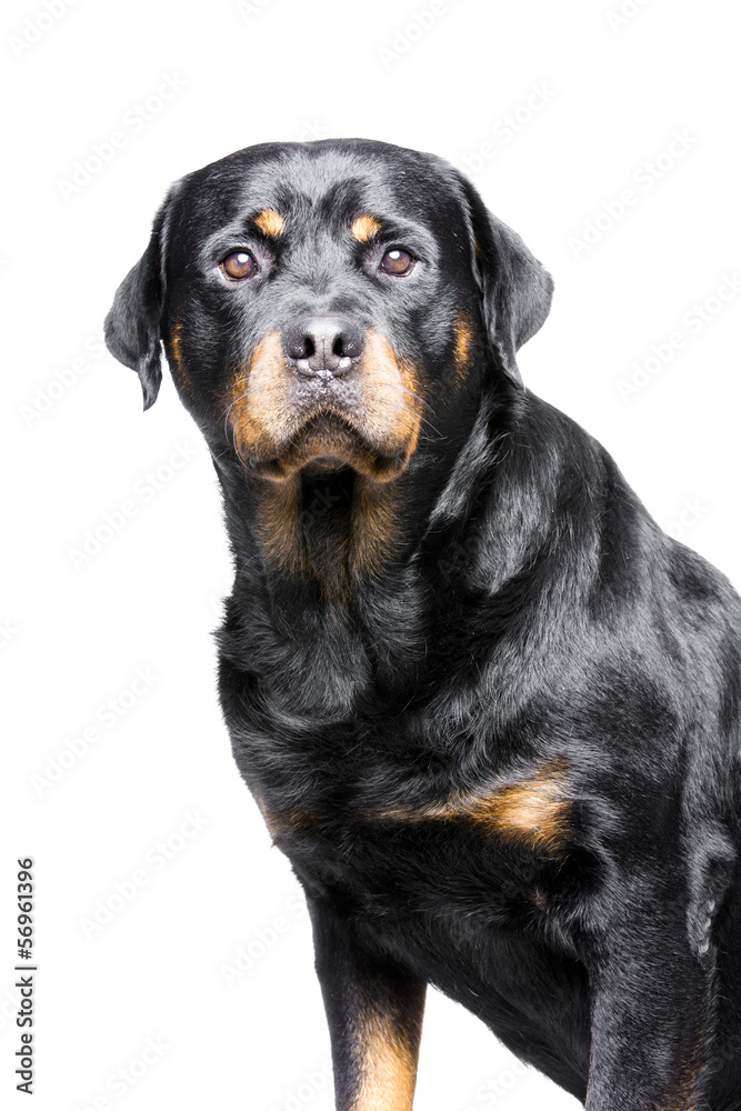 a rotweiler, a big but good and friendly dog a rotweiler, a big but good and friendly dog