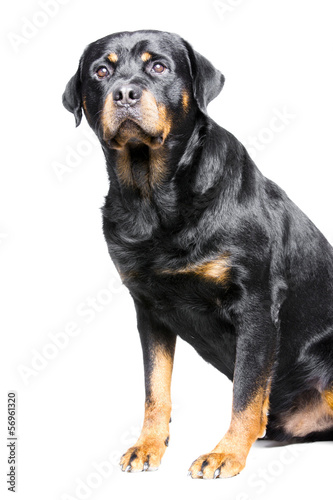 a rotweiler, a big but good and friendly dog © Studio Trebuchet