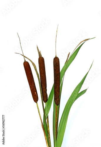 Plant reeds isolated