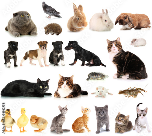 Collage of different cute animals © Africa Studio