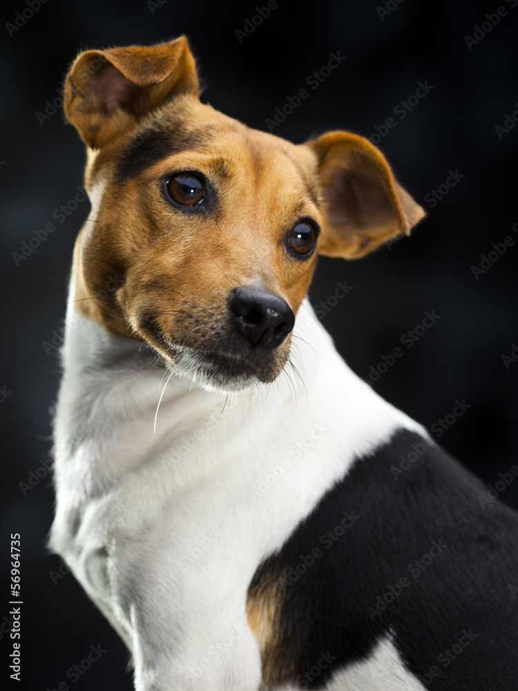 lovely little dog over a dark background