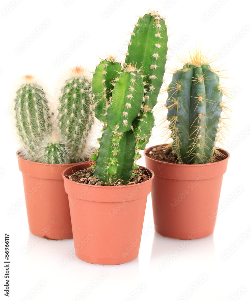 Collection of cactuses, isolated on white Collection of cactuses, isolated on white