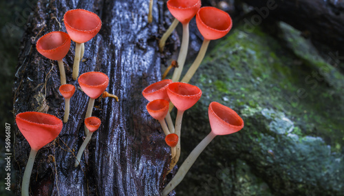 beautiful pink Mushrooms in rainforest