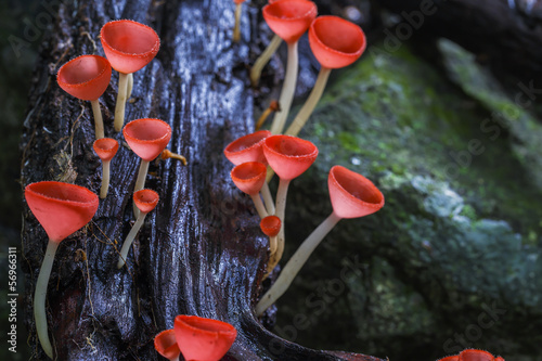 beautiful pink Mushrooms in rainforest