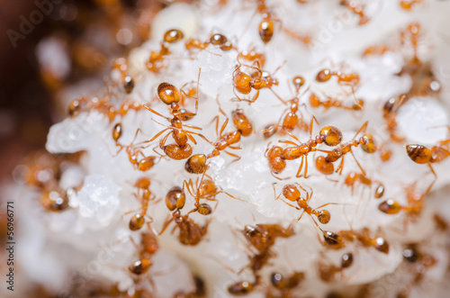 Red fire ants on the rice