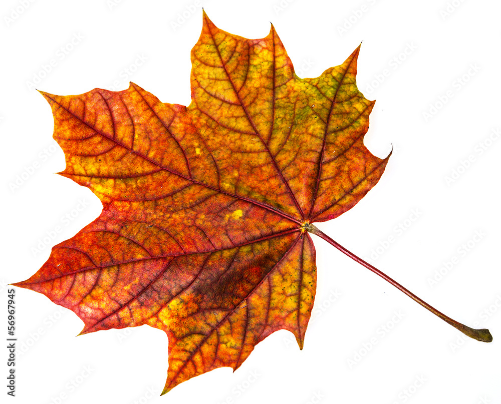 Obraz premium autumn leaf