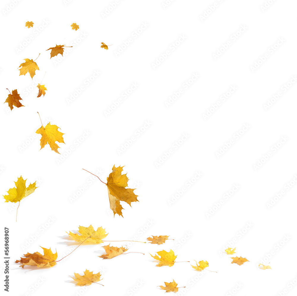 Isolated autumn leaves Isolated autumn leaves