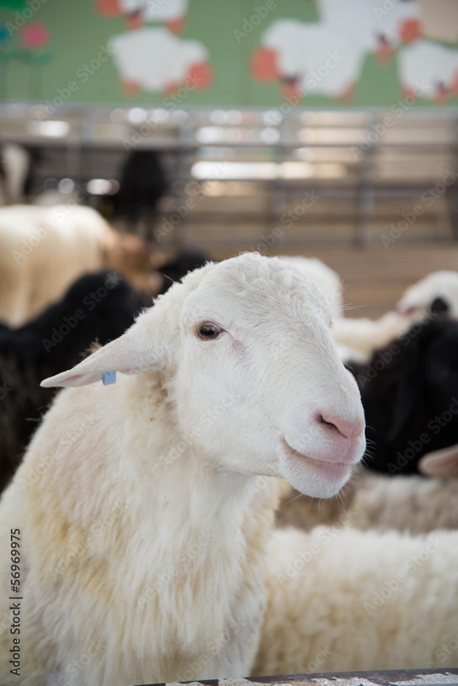 Fototapeta premium Sheep