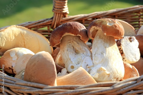 Les cèpes