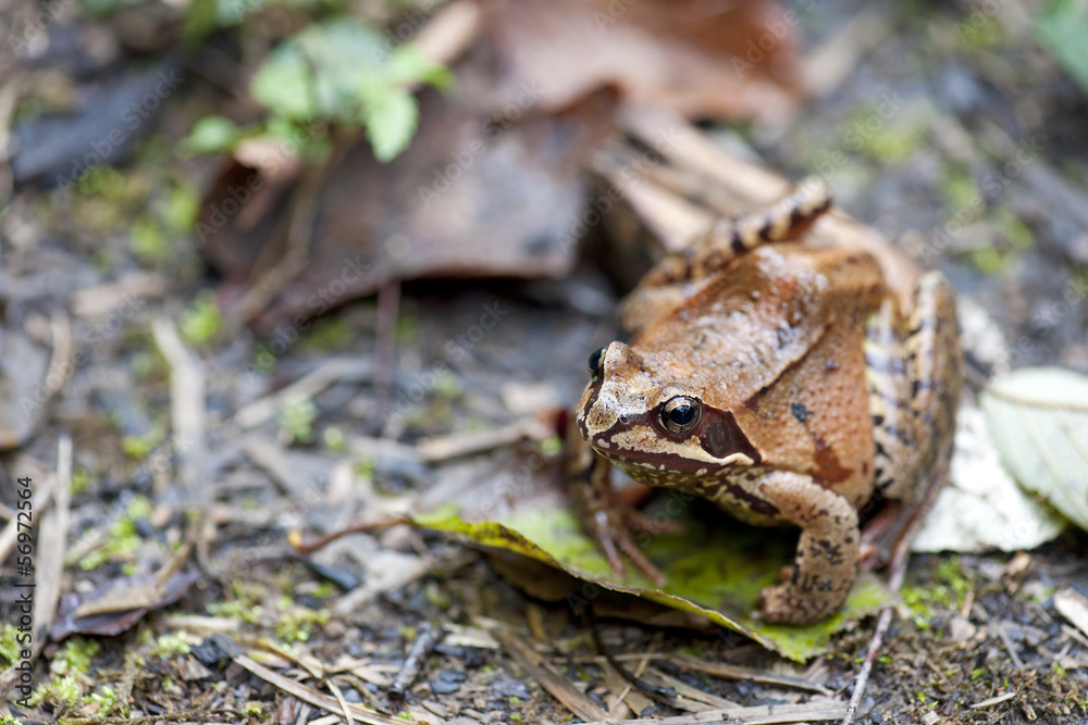 Fototapeta premium Neugieriger Frosch