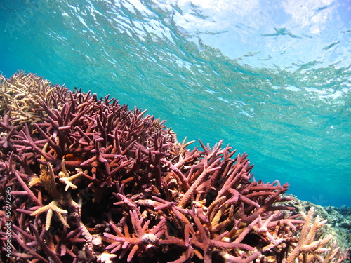 沖縄県宮古島のサンゴ礁