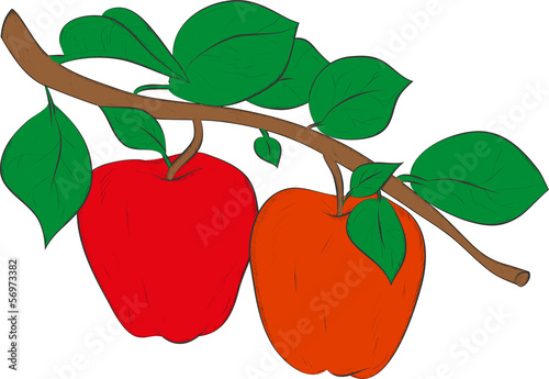 red apples on a branch