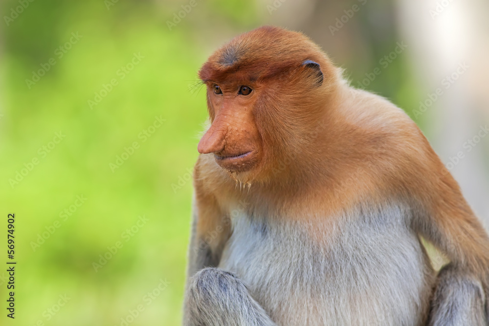 Naklejka premium Proboscis monkey