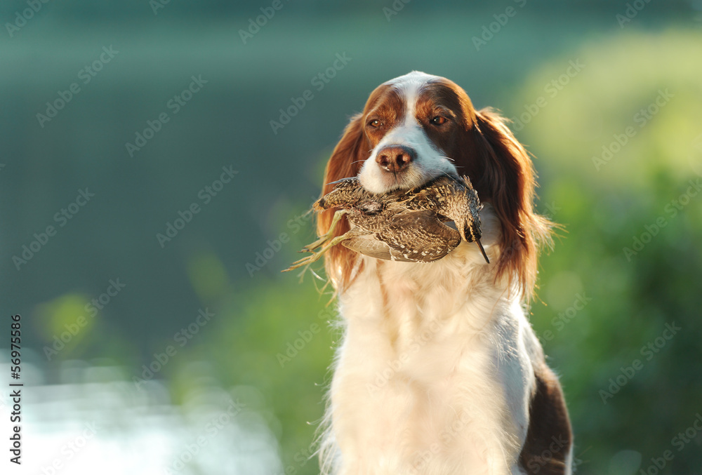 hunting dog holding in teeth snipe
