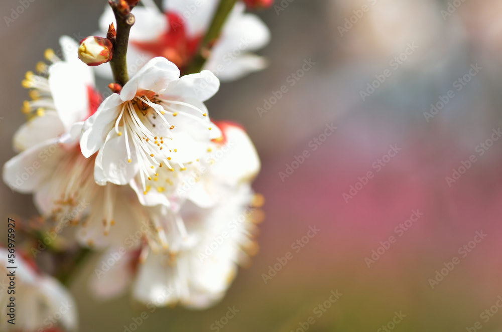 Fototapeta premium 梅の花