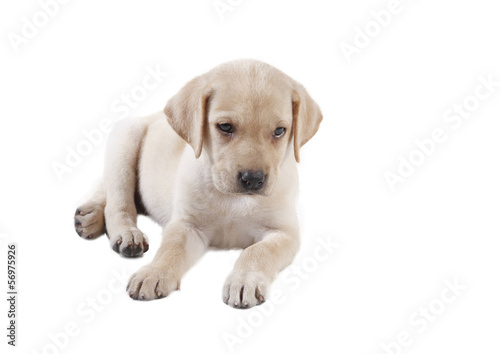 labrador puppy