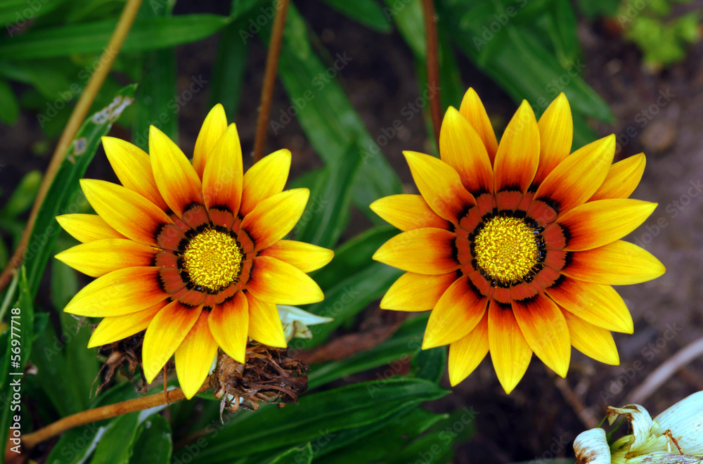 yellow gazania flowers in garden yellow gazania flowers in garden