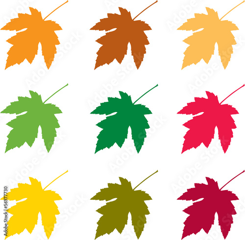 Autumn leaves