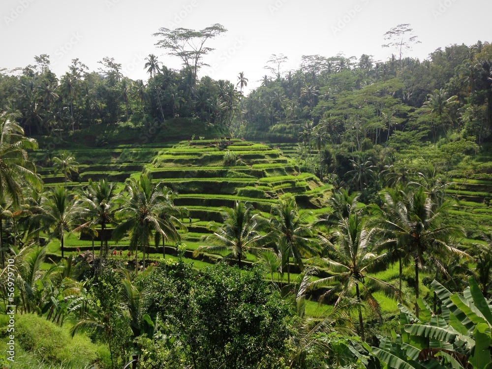 bali ricefield terrase bali ricefield terrase