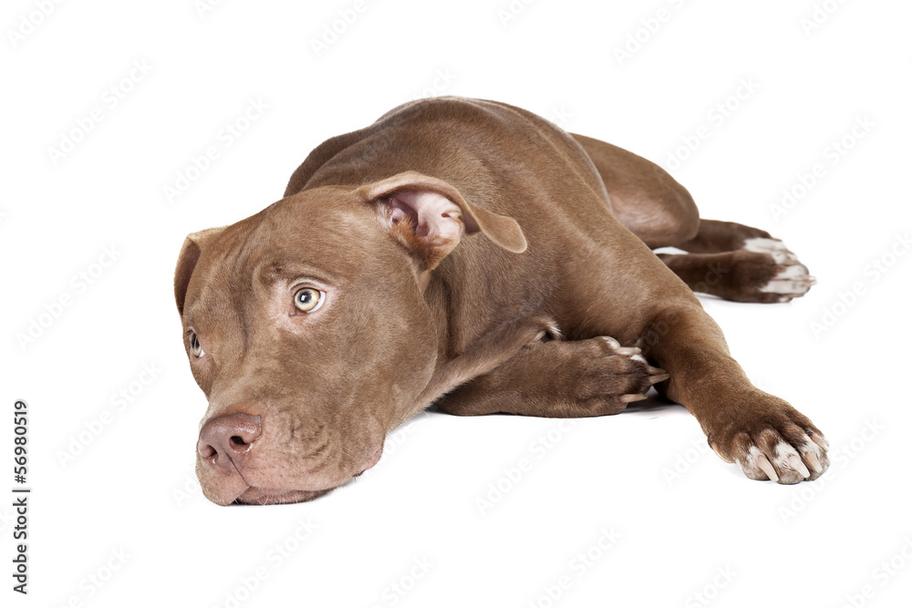 dog breed pit bull on a white background in studio