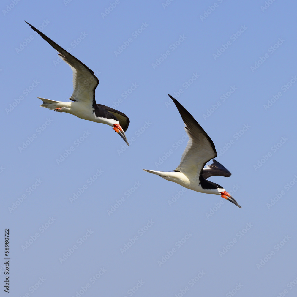 Obraz premium Black Skimmer in Flight