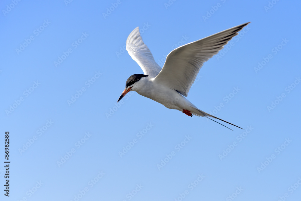 Fototapeta premium Tern in flight