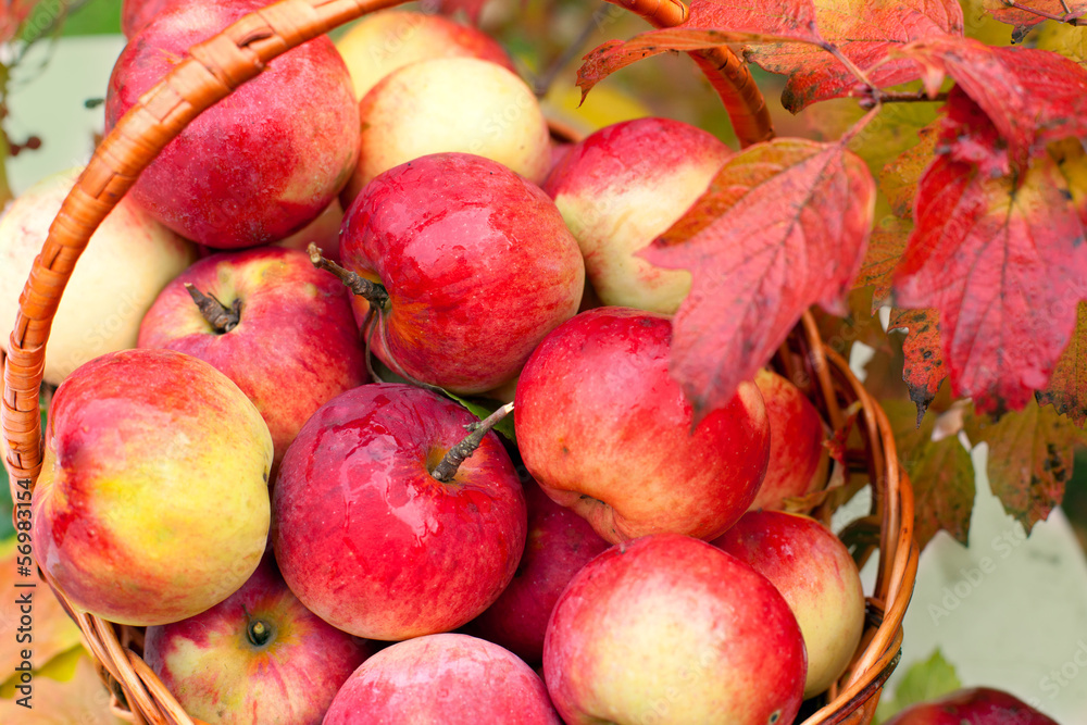Organic apples in a basket Organic apples in a basket