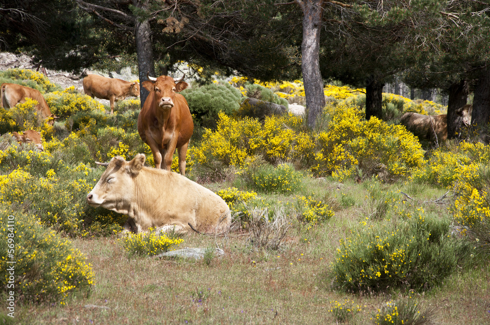 Cows grazing in Iruelas Valley Natural Park, Avila, Spain