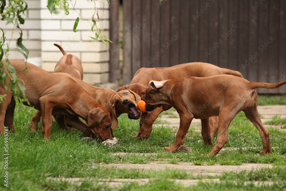 Adorable puppies playing with toys