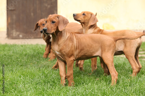 Puppies in the garden