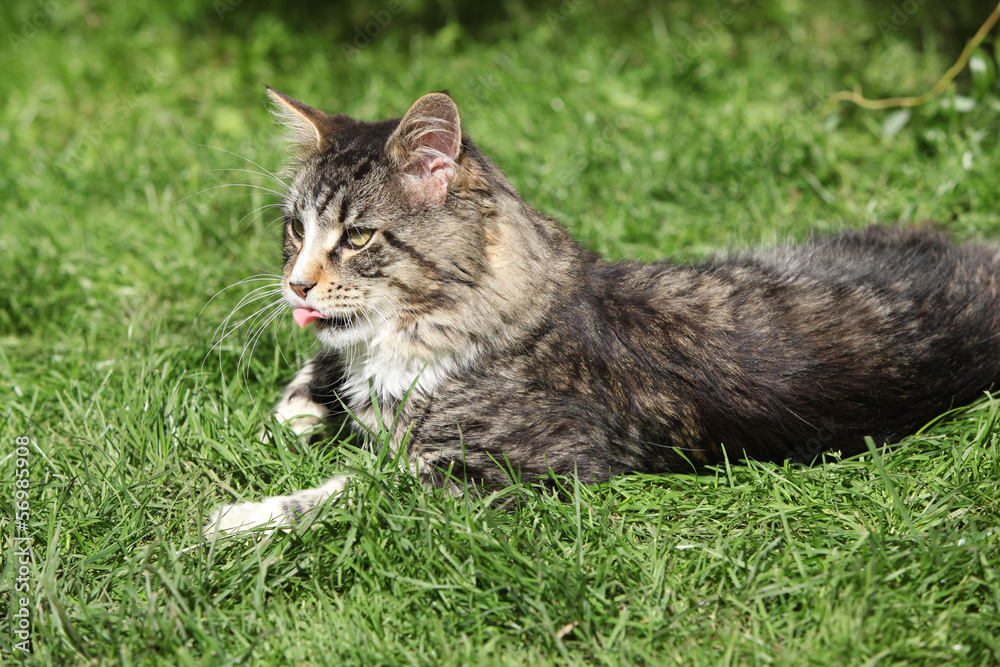 Gorgeous cat lying