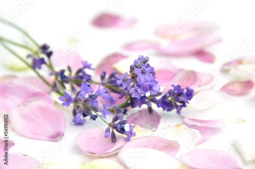 lavender and flower petals