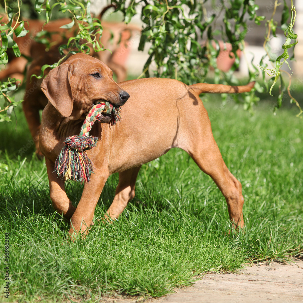 Rhodesian ridgeback puppy in the garden Rhodesian ridgeback puppy in the garden