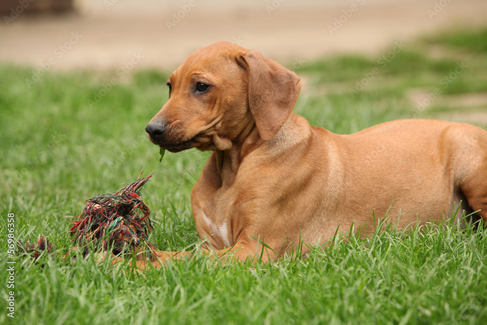 Rhodesian ridgeback puppy in the garden Rhodesian ridgeback puppy in the garden